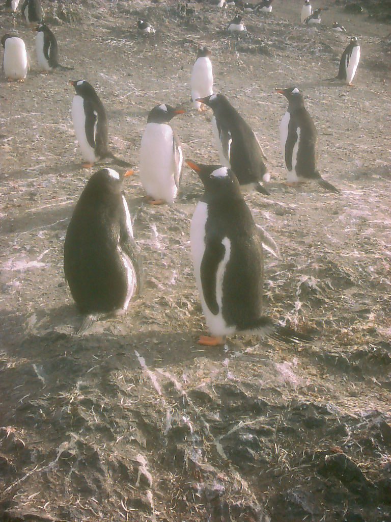 Antarctique 55. Faune en Antarctique