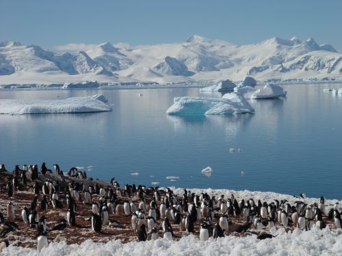 Antarctique 56. Faune en Antarctique 2