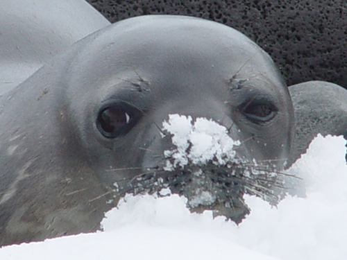 Antarctique 57. Un joli phoque