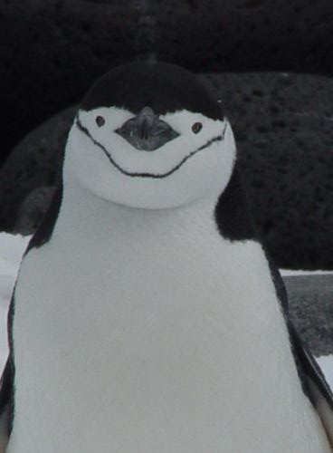 Antarctique 58. Un manchot Chinstrap