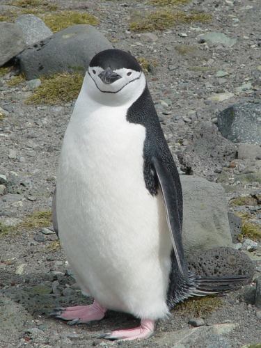 Antarctique 59. Un autre manchot chinstrap