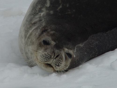 Antarctique 60. Un élephant de mer