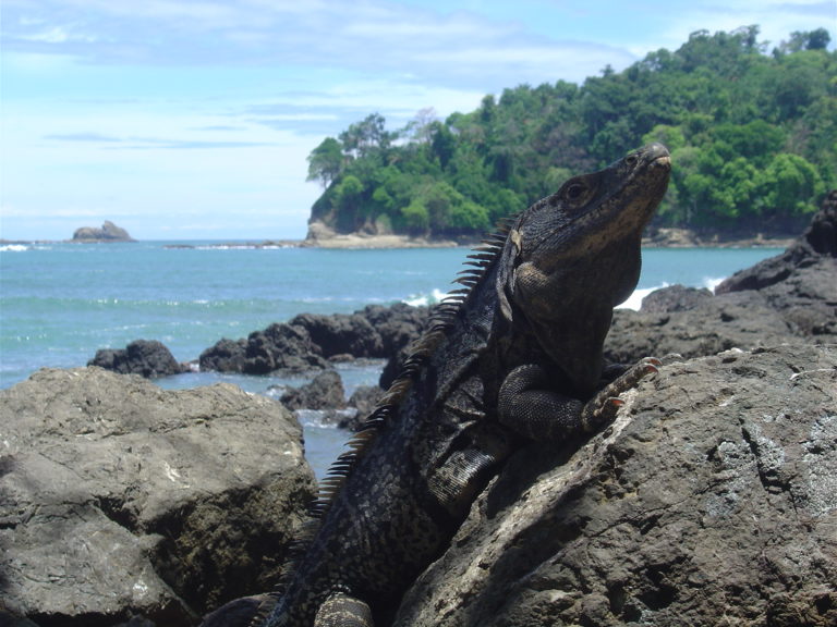 Article #120 Tdm : L’écotourisme au Costa Rica